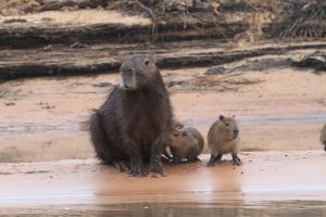 capybara cubs
