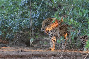 jaguar light